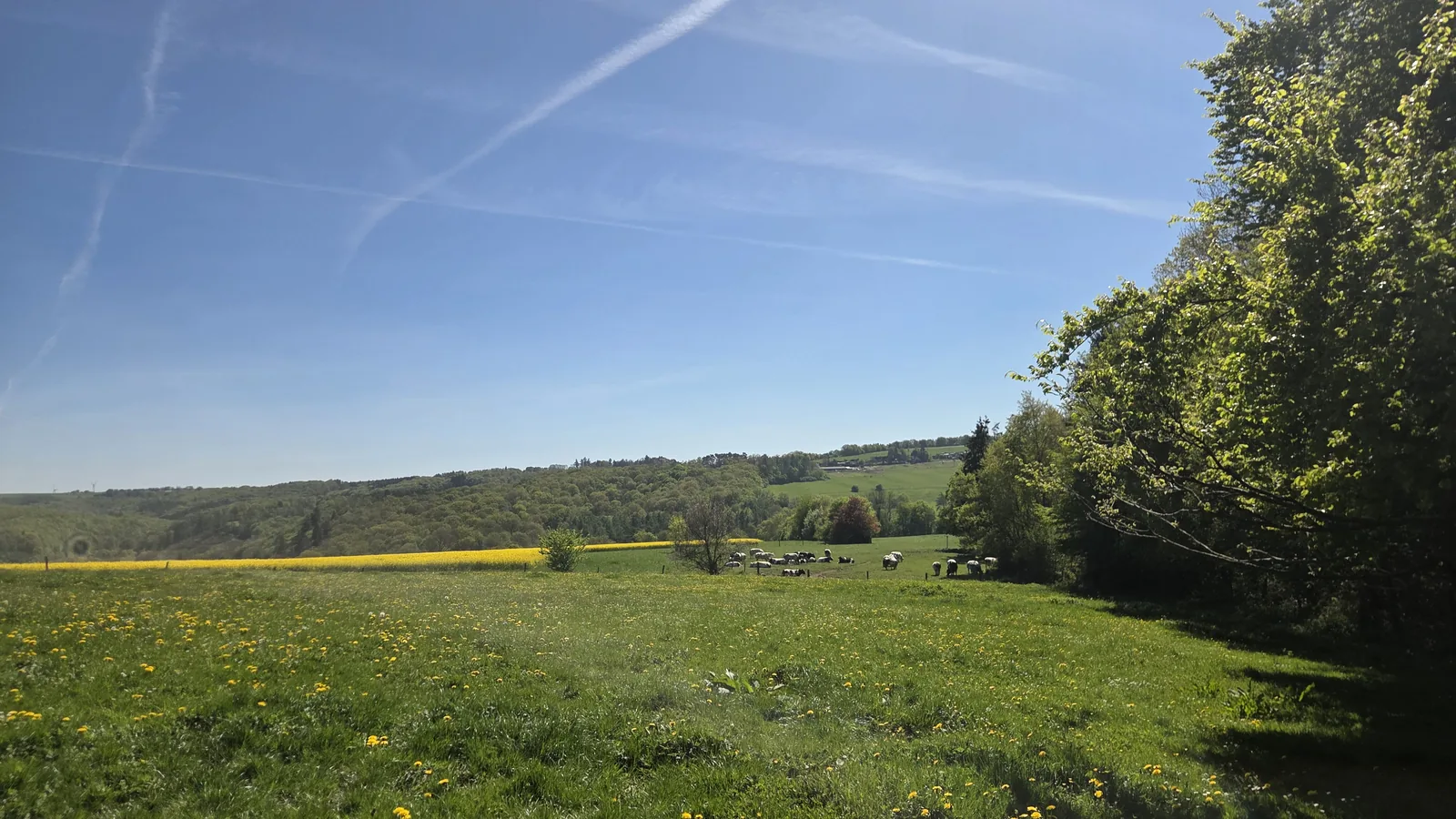 Vue large sur une prairie en pente avec quelques animaux qui paissent au loin, ciel bleu strié de quelques traînées de nuages, lisière boisée à droite