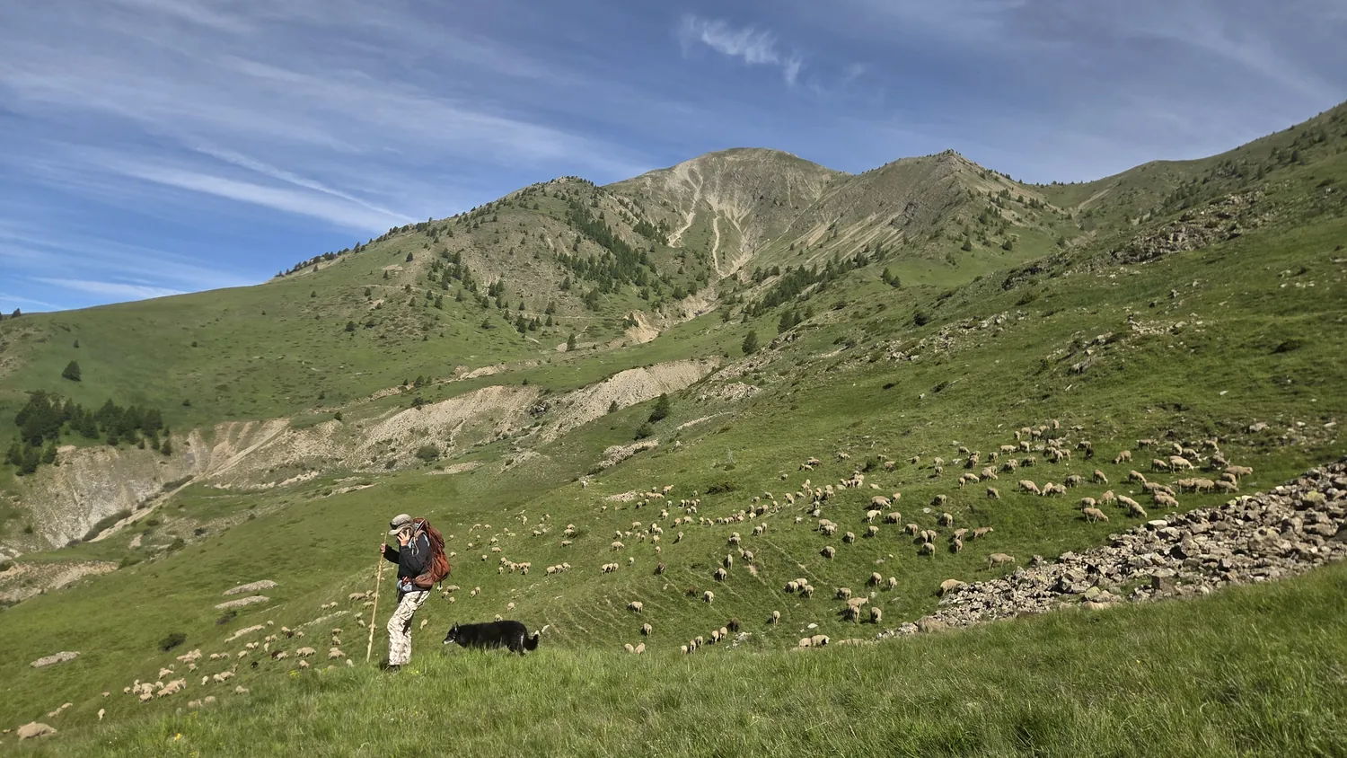 Un chien de conduite noir au premier plan, le troupeau qui broute en file le long d'un versant d'alpage, grandes montagnes au fond