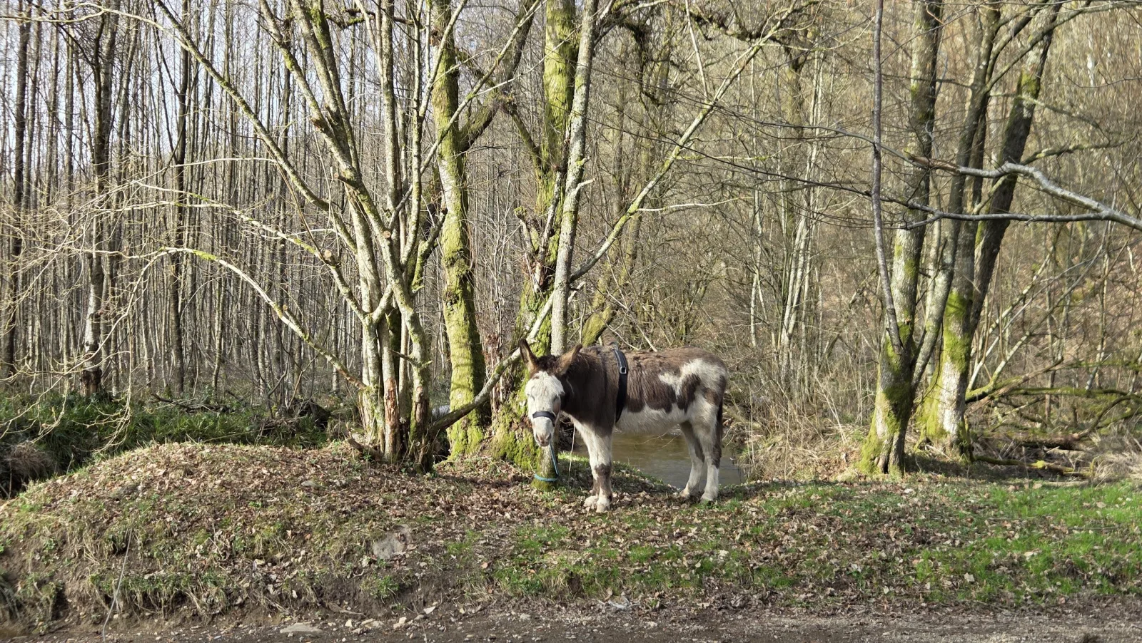 Un âne pie brun et blanc attaché parmi les arbres en bord de ruisseau
