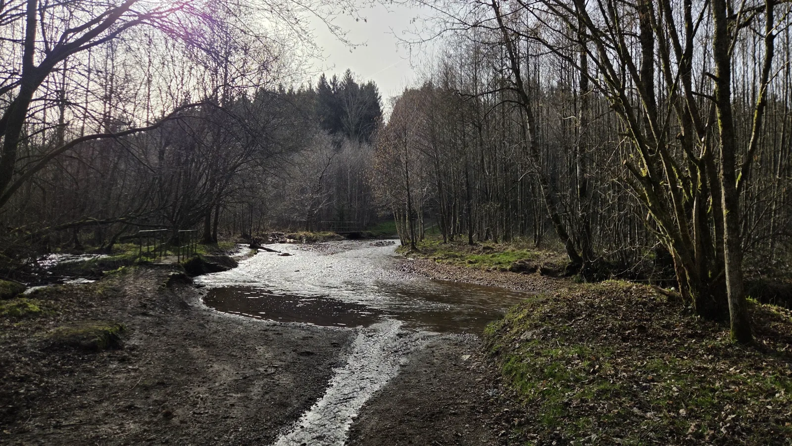 Ruisseau dans une forêt de feuillus des Ardennes belges en fin d'hiver